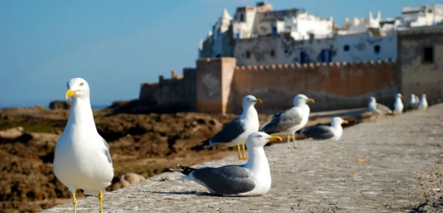Essaouira